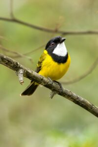 pexels stuart robinson 461411873 35077889